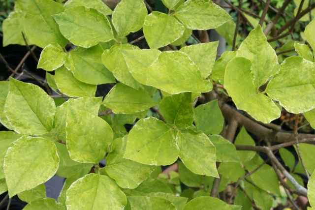 斑入り白花オンツツジ