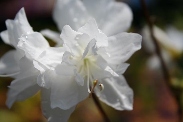 純白花八重コバノミツバツツジ