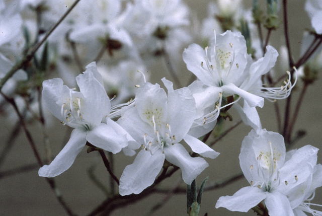 純白花ハヤトミツバツツジ