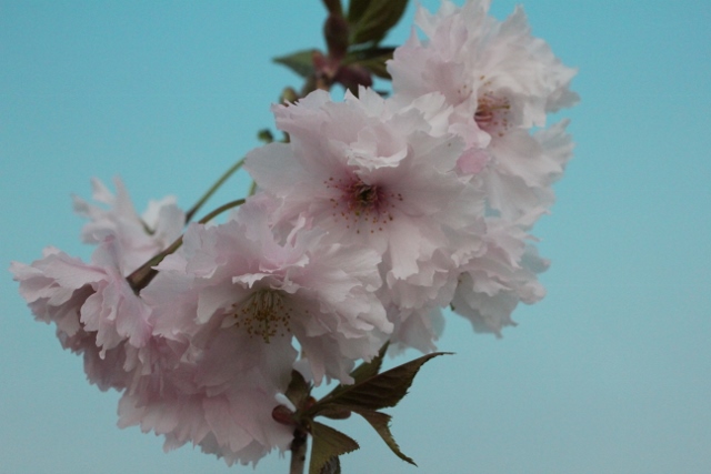 渡辺桜