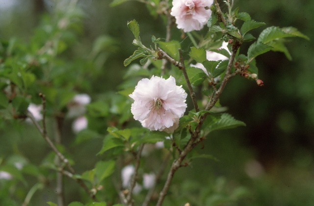 富士菊桜