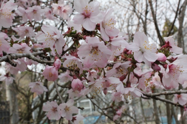 喜多の花