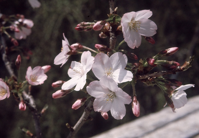 御殿場桜