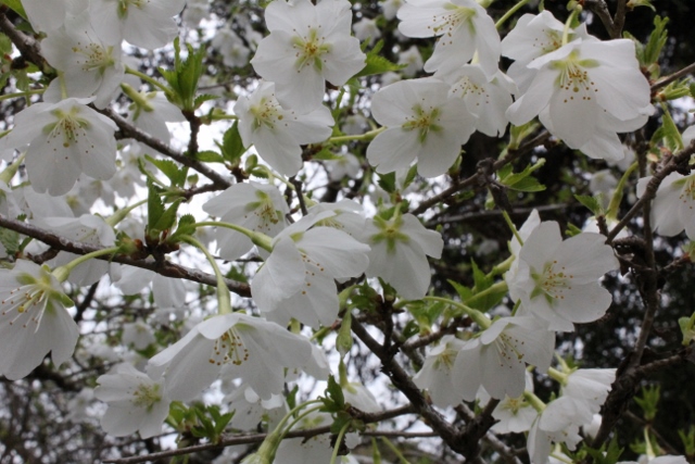 みどり桜